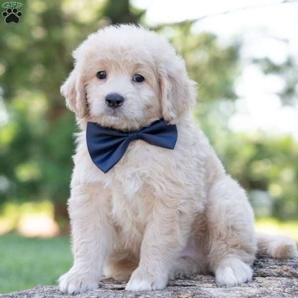 Bay, Mini Goldendoodle Puppy